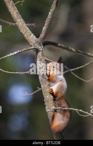 Eichhörnchen (Sciurus Vulgaris) im Frühjahr Baum Saft zu trinken. Europa Stockfoto