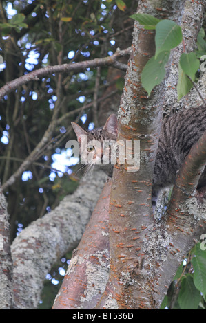 Eine Tabby Katze in einem Baum Stockfoto