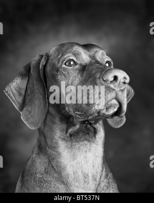 Magyar Vizsla Stockfoto