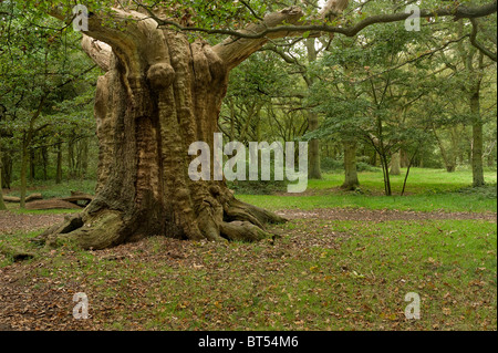 Ein knorriger Alter Baum in Thorndon Park in Essex.  Foto von Gordon Scammell Stockfoto