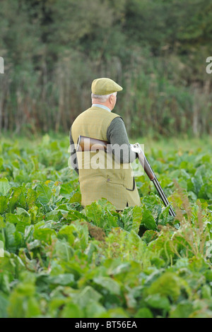 Mann mit Gewehr in Grünkohl-Feld auf einem Fasan schießen Stockfoto