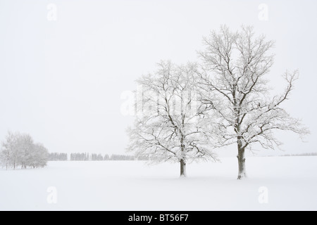 Frost-Beschichtung Winterbäume. Europa Stockfoto