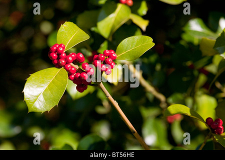 Rot Holly Beeren auf bush Stockfoto