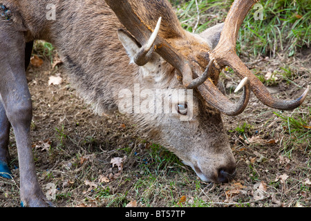 Rothirsch Hirsch, Yorkshire, England, UK GB Stockfoto