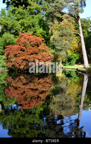 herbstliche Laub auf dem Display in Exbury Gardens New Forest England uk Stockfoto