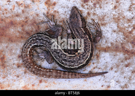 Gemeinen Eidechse auf rostigen Blechtrommel Aalen. Dorset, UK April 2008 Stockfoto