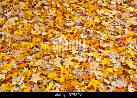 Teppich im Herbst Blätter in North Carolina, USA Stockfoto