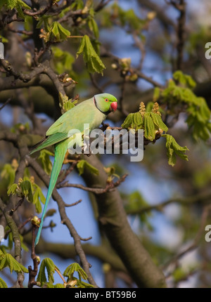 ROSE-BERINGT Sittich männlich (geflohen waren) Fütterung auf Blumen des Baums Rosskastanie (Aesculus Hippocastenum), London, UK. Stockfoto