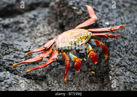 Galapagos-Inseln, Ecuador. Sally lightfoot Krabben (Grapsus Grapsus), Espinosa Point, Isla Fernandina (Fernandina Insel). Stockfoto