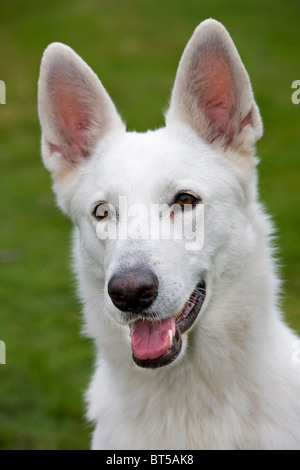 Weißer Schweizer Schäferhund (Canis Lupus Familiaris) im Garten Stockfoto