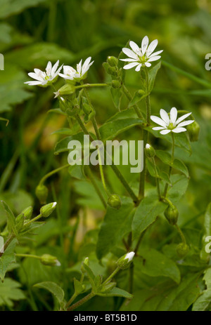 Vogelmiere, Myosoton Aquaticum Wasser = Stellaria, blühen im feuchten Grünland; Rumänien Stockfoto