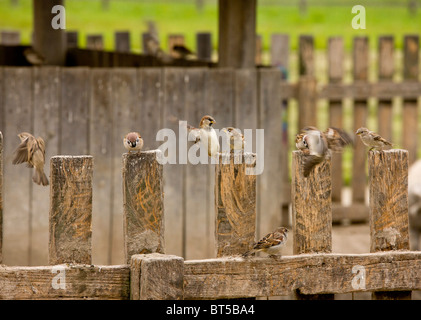 Gemischte Herde von Baum Spatzen und Haussperlinge am Zaun, Hortobagy Nationalpark, Ost-Ungarn Stockfoto