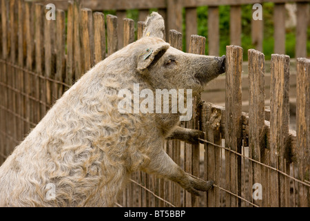 Blonde Mangalica Wooly-Schwein; seltene Rasse in der Hortobagy National Park, Ost Ungarn Stockfoto