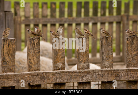 Gemischte Herde von Baum Spatzen und Haussperlinge am Zaun, Hortobagy Nationalpark, Ost-Ungarn Stockfoto