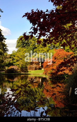 herbstliche Laub auf dem Display in Exbury Gardens New Forest England uk Stockfoto