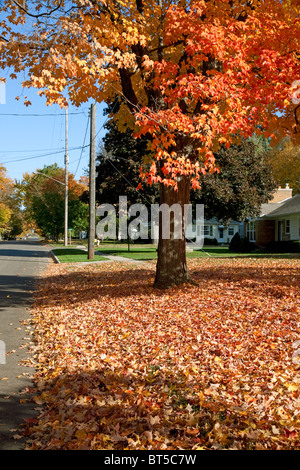 Herbstfarben Zuckerahorn Bäume Acer saccharum entlang der Straße von Owosso MI USA, von Dembinsky Photo Assoc Stockfoto