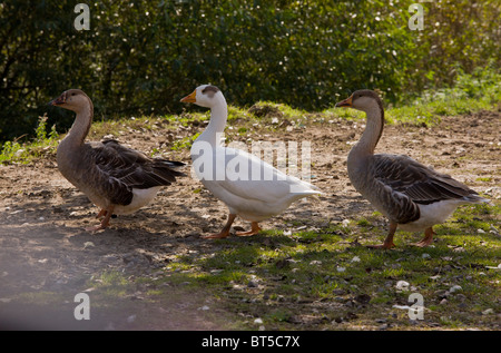 Gänse Bach im sächsischen Dorf von Mesendorf, Siebenbürgen, Rumänien Stockfoto