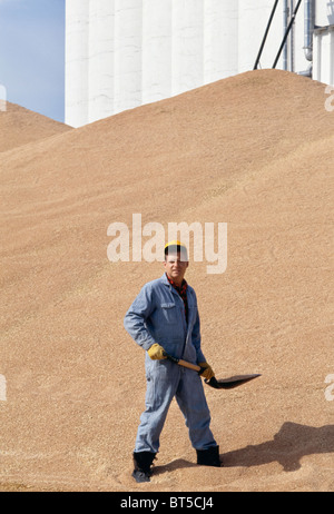 Arbeiter bei Grain Elevator mit überquellenden Weizen Ernte, MT Stockfoto