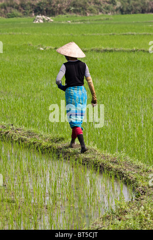 Eine Frau in einem Reisfeld in Nordvietnam Stockfoto