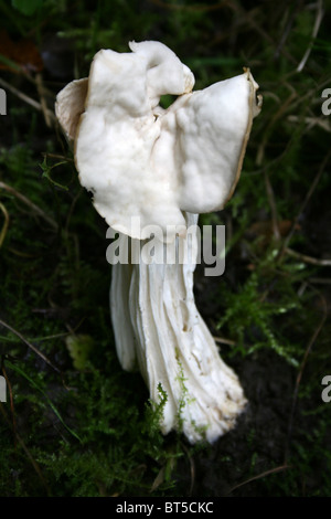 Weißer Sattel Helvella Crispa genommen bei Kammern Bauernhof Holz, Lincolnshire, UK Stockfoto