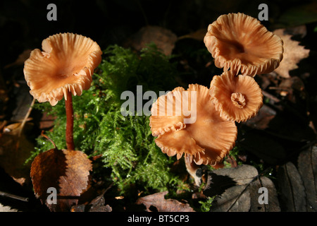 Die Betrüger Lacktrichterling Laccata genommen bei Willingham Woods, Lincolnshire, UK Stockfoto