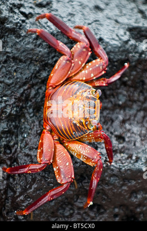 Galapagos-Inseln, Ecuador. Sally lightfoot Krabben (Grapsus Grapsus), Espinosa Point, Isla Fernandina (Fernandina Insel). Stockfoto