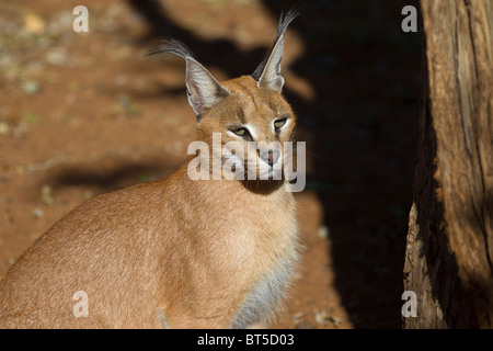 Karakal Katze im Wald Stockfoto