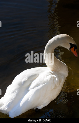 Eine isolierte Nahaufnahme eines weißen Schwans, von Wasser umgeben. Stockfoto