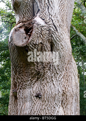 Knorrigen Baumrinde, Loch Gur, County Limerick Irland Stockfoto
