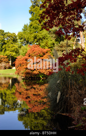 herbstliche Laub auf dem Display in Exbury Gardens New Forest England uk Stockfoto