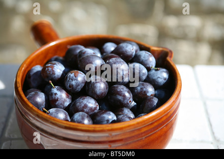 (Prunus domestica subsp. Insititia) frisch gepflückte, reife Damsons in einem braunen Keramiktopf Stockfoto