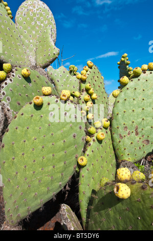 Galapagos-Inseln, Ecuador. Kaktus auf Isla Rábida Insel (auch genannt Jervis). Stockfoto