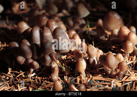 Wald fungii am Rande von Dartmoor, England Stockfoto