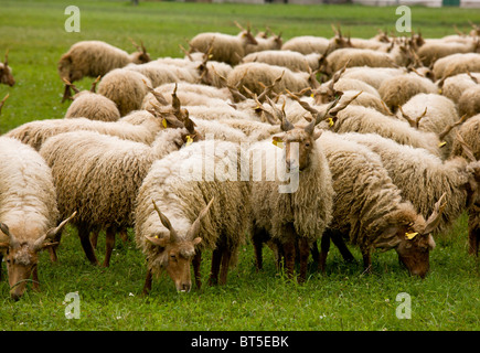 Herde verdreht-Horn Racka weidender Schafe (Ovis Aries Strepsiceros Hortobágyiensis) in der Hortobagy National Park, Ost Ungarn Stockfoto