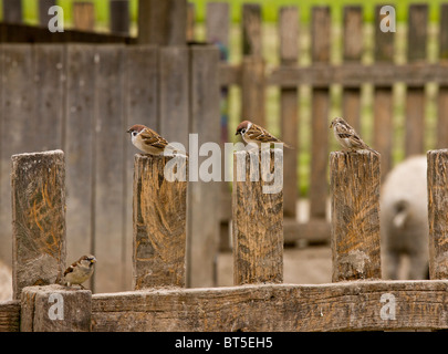 Gemischte Herde von Baum Spatzen und Haussperlinge am Zaun, Hortobagy Nationalpark, Ost-Ungarn Stockfoto