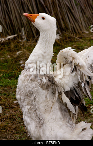 Ungarische hervorquellende Gans; ungewöhnliche Rasse gezüchtet für seine ungewöhnlichen Federn; Hortobagy Nationalpark, Ost-Ungarn Stockfoto
