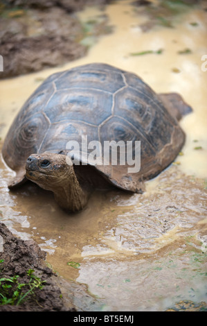 Riesenschildkröte (Geochelone Nigra) an der Galapaguera de Cerro Colorado, Brutzentrum, Isla San Cristobal Ecuador. Stockfoto