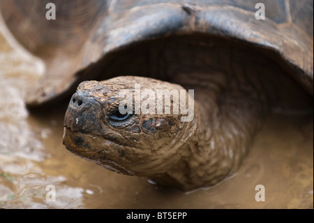 Riesenschildkröte (Geochelone Nigra) an der Galapaguera de Cerro Colorado, Brutzentrum, Isla San Cristobal Ecuador. Stockfoto