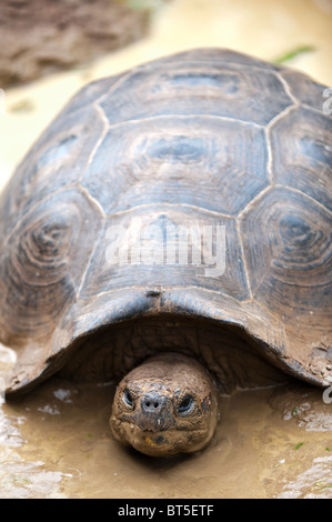 Riesenschildkröte (Geochelone Nigra) an der Galapaguera de Cerro Colorado, Brutzentrum, Isla San Cristobal Ecuador. Stockfoto