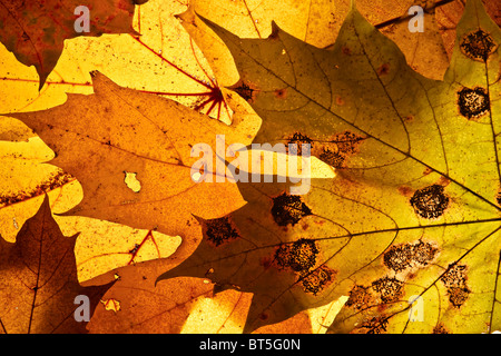Herbst Hintergrund aus den gefallenen nach unten blättern. Stockfoto