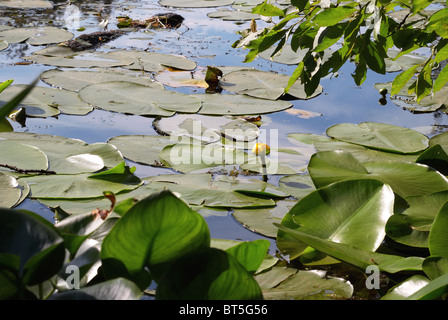 Teich mit Blüten Wasser-Lilien Stockfoto