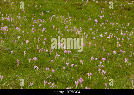 Herbstzeitlose oder Wiese Safran, Colchicum Autumnale in Blüte, September, in alten Grünland. Stockfoto