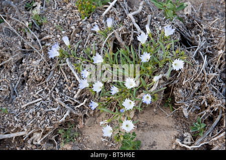 Nolana brach in Blume nach El-Niño-Straße nach Los Lomitas Parque National Pan de Azucar Atacama (III) Chile Südamerika regnet Stockfoto