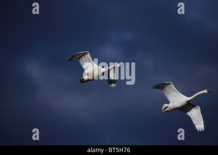 paar junge Staubabgabe Schwäne über dem Fluss Stockfoto