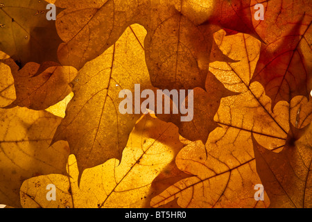 Herbst Hintergrund aus den gefallenen nach unten blättern. Stockfoto