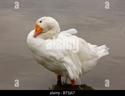 Ungarische hervorquellende Gans; ungewöhnliche Rasse gezüchtet für seine ungewöhnlichen Federn; Hortobagy Nationalpark, Ost-Ungarn Stockfoto