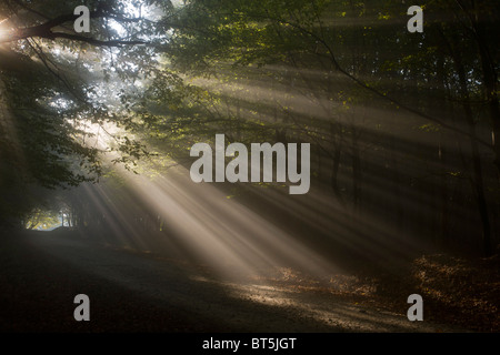 Mischwald alte Buche und Hainbuche in den frühen Morgenstunden Nebel in der Breite, Sigishoara, Rumänien Stockfoto