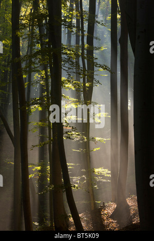 Mischwald alte Buche und Hainbuche in den frühen Morgenstunden Nebel in der Breite, Sigishoara, Rumänien Stockfoto