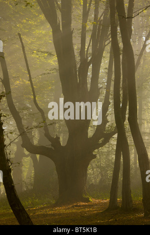 Alten Hainbuche Pollard in Wald im frühen Morgennebel in der Breite, Sigishoara, Rumänien Stockfoto