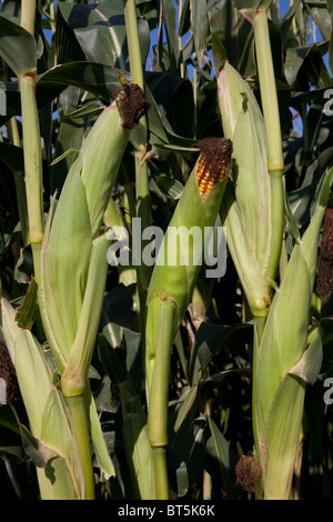 Ohren von Feld Mais Michigan USA Stockfoto